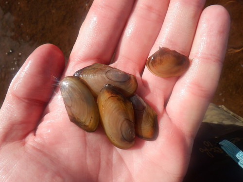 Compressed River-mussel