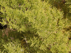 Fagonia palmeri