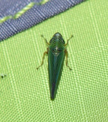 Graphocephala psephena