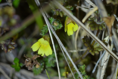 Image of Euphrasia cockayneana by (c) Christopher Stephens, some rights reserved (CC BY-SA)