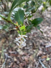 Ixora queenslandica