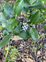 Ixora queenslandica