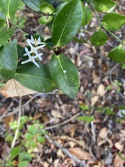 Ixora queenslandica