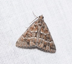 Dichromodes haematopa