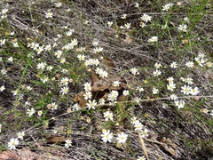 Chaetopappa asteroides