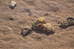 Clibanarius lineatus