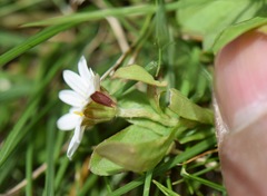 Astranthium xanthocomoides