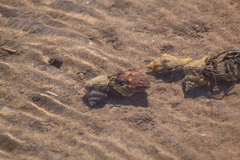 Clibanarius lineatus