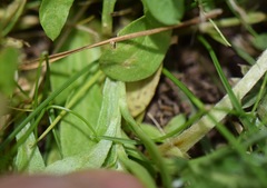 Astranthium xanthocomoides