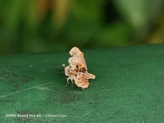 Ricania speculum