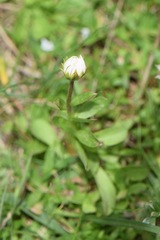 Astranthium xanthocomoides