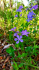 Phlox divaricata laphamii