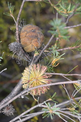 Banksia violacea