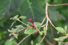 Cestrum roseum