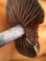 Thaxterogaster submagellanicus