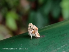 Ricania speculum