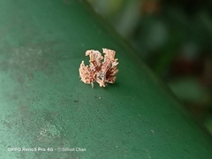 Ricania speculum