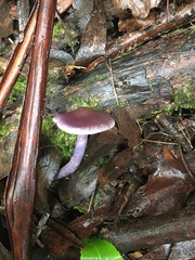 Thaxterogaster submagellanicus