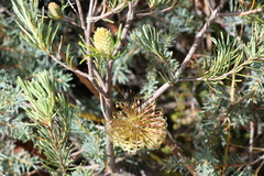 Banksia violacea