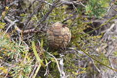 Banksia violacea
