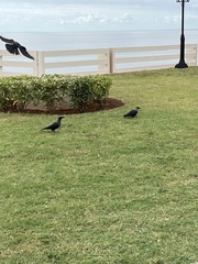 Corvus splendens