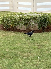 Corvus splendens