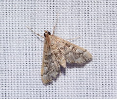 Nacoleia rhoeoalis