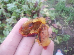 Grapholita funebrana