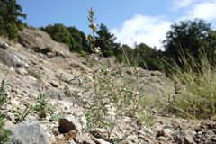 Satureja hortensis