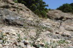 Satureja hortensis