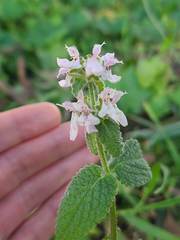Stachys rigida quercetorum