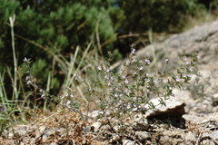 Satureja hortensis