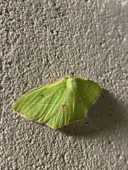 Tanaoctenia haliaria