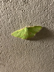 Tanaoctenia haliaria