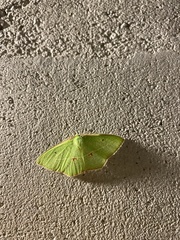 Tanaoctenia haliaria