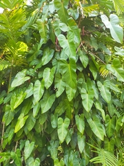Philodendron erubescens