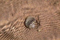 Notocochlis chemnitzii