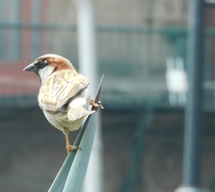 Passer domesticus