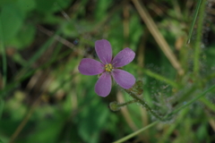 Drosera aquatica