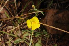 Uvedalia linearis lutea
