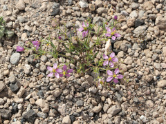 Fagonia laevis