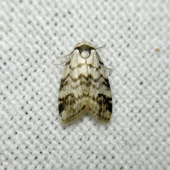 Thallarcha leptographa
