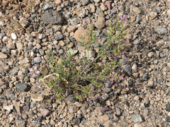 Fagonia laevis