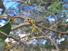 Eucalyptus stellulata