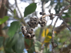 Eucalyptus stellulata