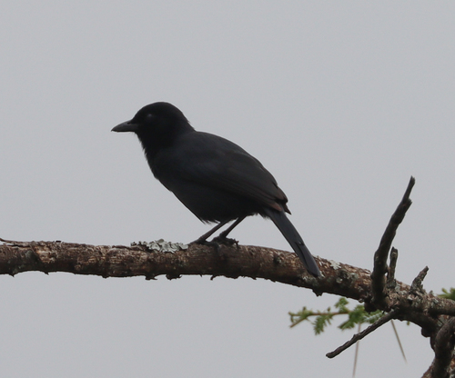 Slate-colored Boubou (Laniarius funebris), photo 10