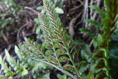 Asplenium lyallii