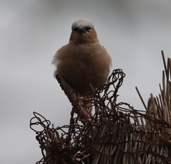 Pseudonigrita arnaudi