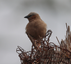 Pseudonigrita arnaudi