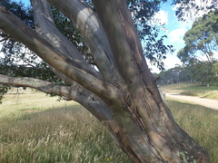 Eucalyptus stellulata
